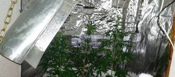 Житель Новобелицкого района Гомеля выращивал дома коноплю - Sputnik Беларусь