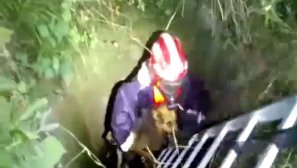 Cпасатели помогли псу, упавшему в заброшенный колодец - Sputnik Беларусь