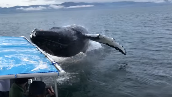 На Аляске кит внезапно окатил водой туристов - Sputnik Беларусь