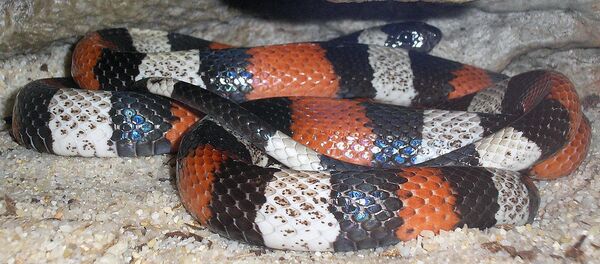 Молочная змея Кемпбелла, архивное фото Молочная змея Кемпбелла, архивное фото - Sputnik Беларусь