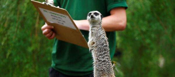 Сурикаты - Sputnik Беларусь