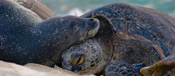 Отдыхающий на пляже тюлень - Sputnik Беларусь