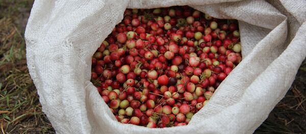 У местных жителей сбор клюквы сейчас - основной промысел, он не останавливался даже во время пожара - Sputnik Беларусь