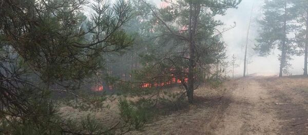 Пожар на Ольманских болотах - Sputnik Беларусь