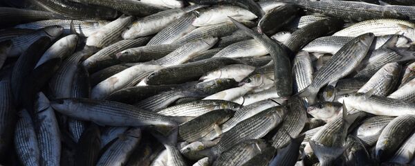 Выловленная рыба - Sputnik Беларусь