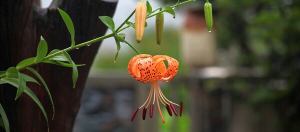 Цветок лилии - Sputnik Беларусь