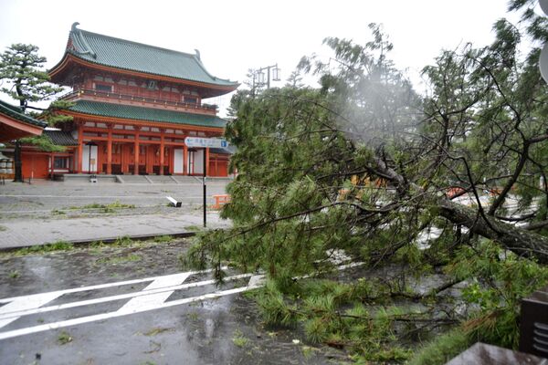 Упавшее дерево в результате тайфуна Джеби в Японии - Sputnik Беларусь