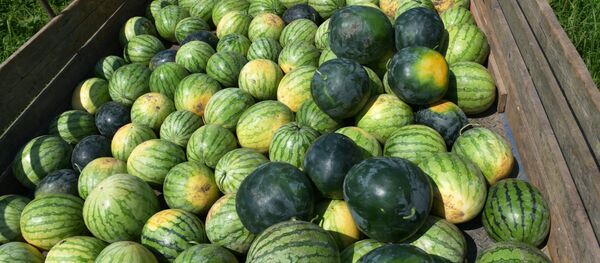 Кавуны, сабраныя ў сяле - Sputnik Беларусь