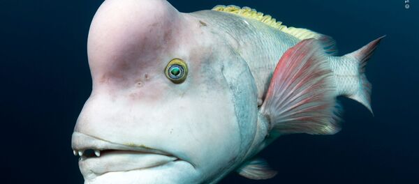 Снимок Looking for love американского фотографа Tony Wu из списка Highly commended в категории Animal Portraits фотоконкурса 2018 Wildlife Photographer of the Year - Sputnik Беларусь