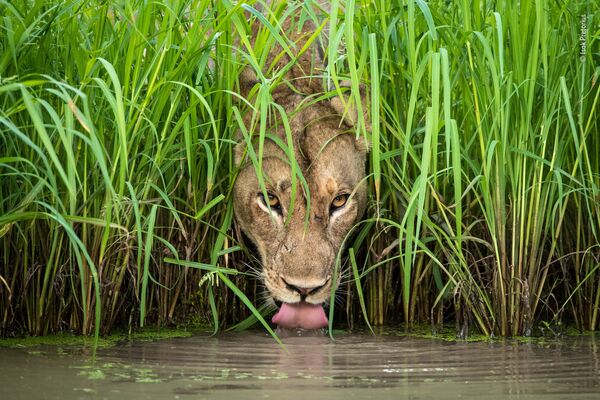 Снимок Cool cat южноафриканского фотографа Isak Pretorius из списка Highly commended в категории Animal Portraits фотоконкурса 2018 Wildlife Photographer of the Year - Sputnik Беларусь