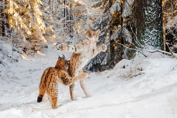 Снимок Kitten combat немецкого фотографа Julius Kramer из списка Highly commended в категории Behaviour: Mammals фотоконкурса 2018 Wildlife Photographer of the Year - Sputnik Беларусь