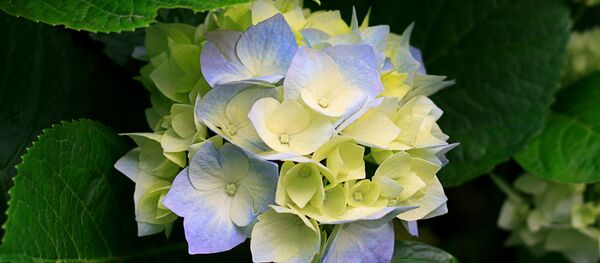 Гортензия - Sputnik Беларусь