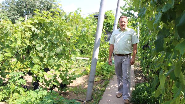 Доцент из Гродно растит на даче 50 сортов винограда - Sputnik Беларусь