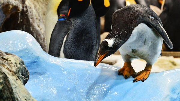 Королевский пингвин в пингвинарии Лоро Парка на Тенерифе - Sputnik Беларусь
