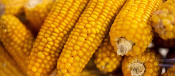 Кукуруза Кукуруза - Sputnik Беларусь