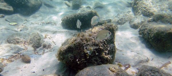 Морское дно, архивное фото - Sputnik Беларусь