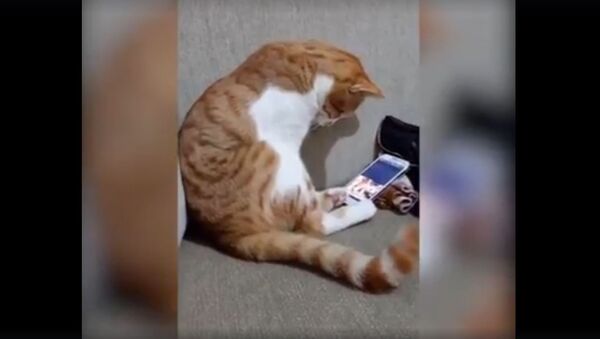 Кот, скучающий по погибшему хозяину, растрогал пользователей соцсетей - Sputnik Беларусь