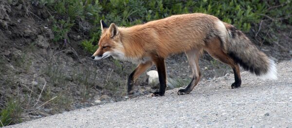 Лиса, архивное фото - Sputnik Беларусь