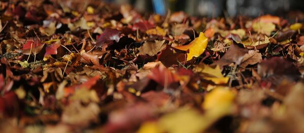 Осенние листья, архивное фото Осенние листья, архивное фото - Sputnik Беларусь