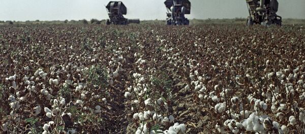 Хлопоквое поле - Sputnik Беларусь