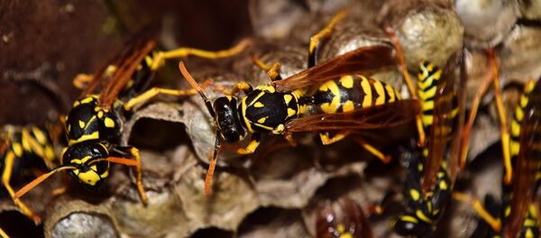 Осы - Sputnik Беларусь