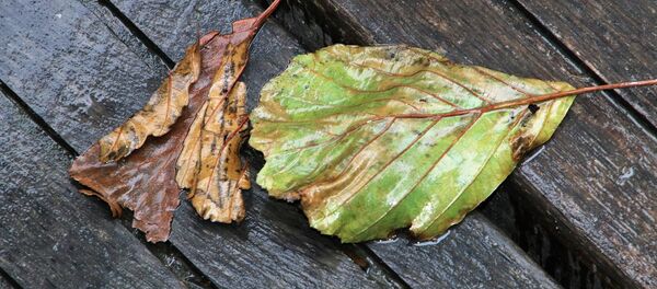 Осенние листья, архивное фото - Sputnik Беларусь