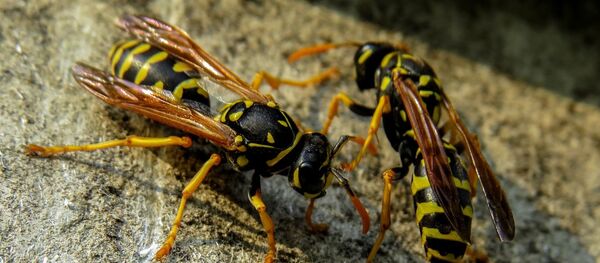 Осы - Sputnik Беларусь