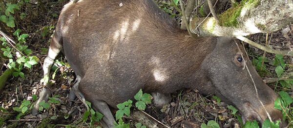 Браконьеры застрелили двух лосей и скрылись Браконьеры застрелили двух лосей и скрылись - Sputnik Беларусь