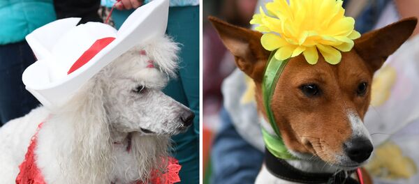 Парад сабак у парку Чырвоная Прэсня - Sputnik Беларусь