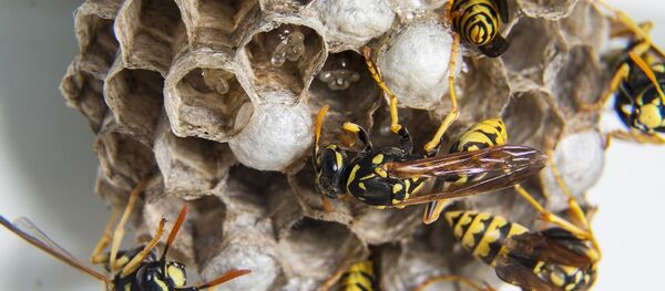 Осиное гнездо Осиное гнездо - Sputnik Беларусь