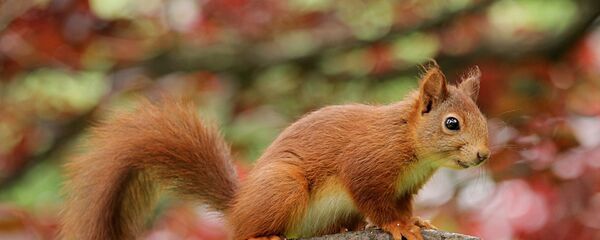 Белка, архивное фото - Sputnik Беларусь