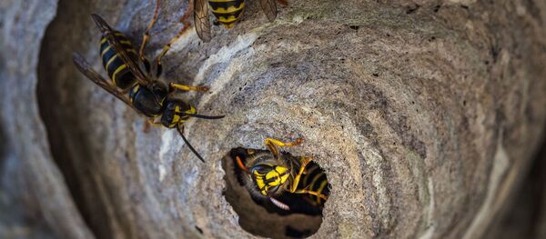Осы, архивное фото - Sputnik Беларусь