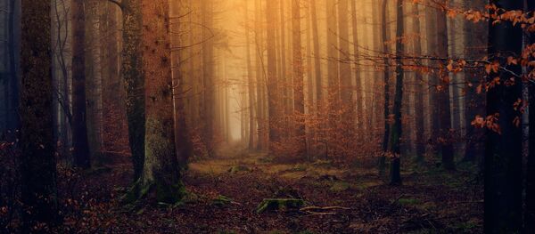 Осенний лес - Sputnik Беларусь