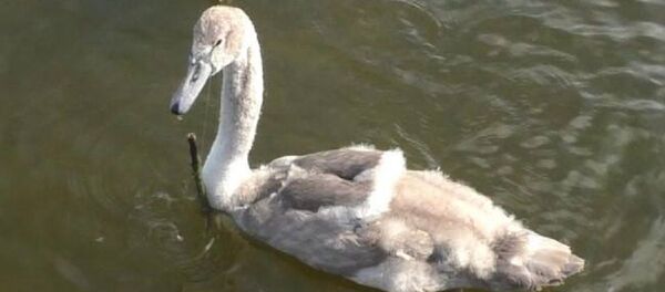 Лебеденок проглотил рыболовный крючок и не может его достать Лебеденок проглотил рыболовный крючок и не может его достать - Sputnik Беларусь