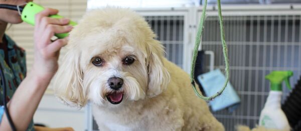 Собака во время стрижки, архивное фото - Sputnik Беларусь