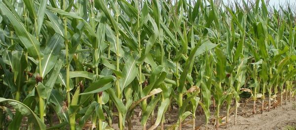 Кукурузное поле - Sputnik Беларусь