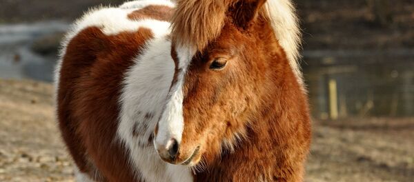 Пони, архивное фото - Sputnik Беларусь