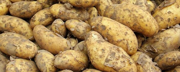 Вясновая засуха: беларусы могуць застацца без ўраджаю бульбы? Вясновая засуха: беларусы могуць застацца без ўраджаю бульбы? - Sputnik Беларусь