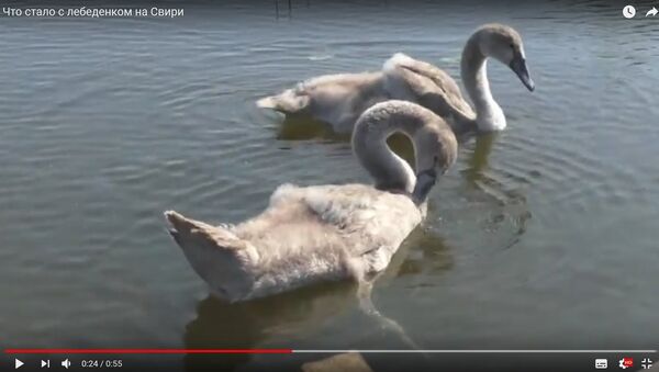 Видеофакт: лебеденка, проглотившего снасть в Свири, спасли - Sputnik Беларусь