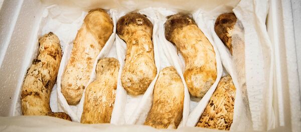 Ким Чен Ын подарил президенту Южной Кореи две тонны ценных деликатесных грибов мацутакэ Ким Чен Ын подарил президенту Южной Кореи две тонны ценных деликатесных грибов мацутакэ - Sputnik Беларусь