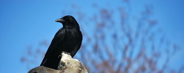 Крест на кладбище, архивное фото - Sputnik Беларусь