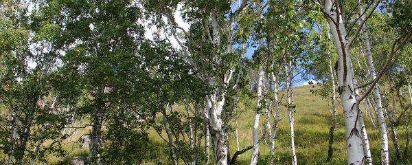 Бярозы у белым тонкім палатне - Sputnik Беларусь