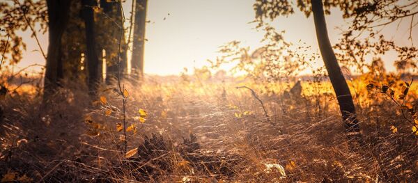 Восеньскі лес, архіўнае фота - Sputnik Беларусь