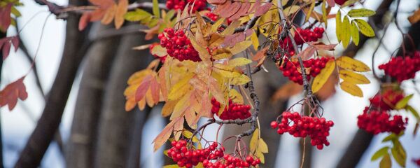 Плады рабіны - Sputnik Беларусь