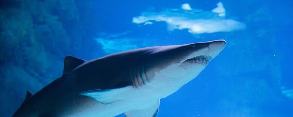 Акула - Sputnik Беларусь