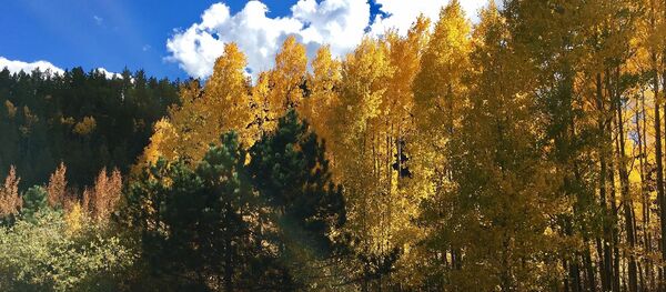 Восеньскі лес, архіўнае фота Восеньскі лес, архіўнае фота - Sputnik Беларусь