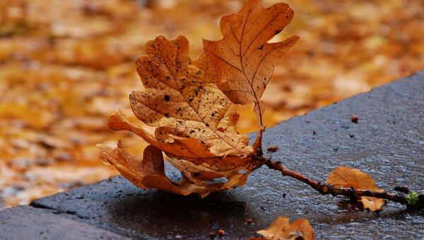 Осенние листья, архивное фото - Sputnik Беларусь