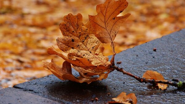 Осенние листья, архивное фото - Sputnik Беларусь