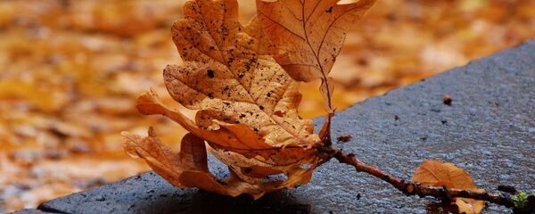 Восеньскае лісце, архіўнае фота Восеньскае лісце, архіўнае фота - Sputnik Беларусь