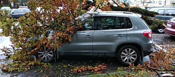 Последствия Фабьена в Могилевской и Гомельской областях Последствия Фабьена в Могилевской и Гомельской областях - Sputnik Беларусь